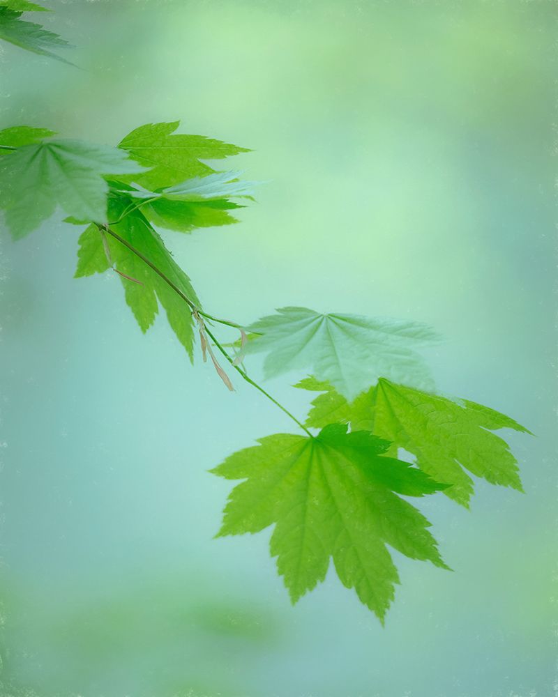 USA, Washington State, Gifford Pinchot National Forest. Green vine maple leaves in spring.
